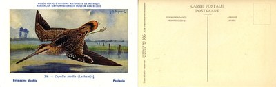 306 Bécassins double - Poelsnip