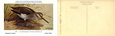 307 Bécassins sourde - Doove Snip