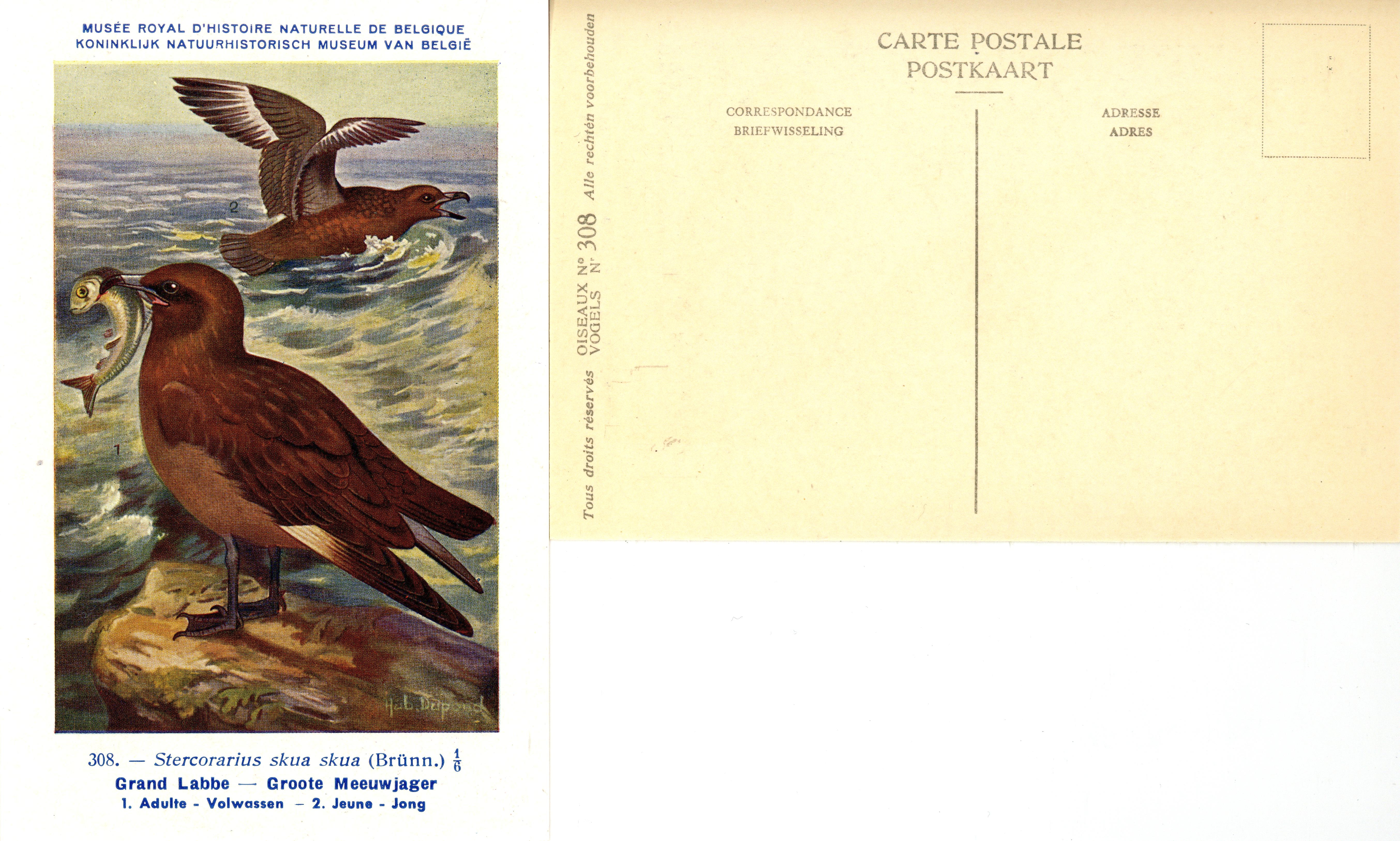 308 Grand Labbe - Groote Meeuwjager