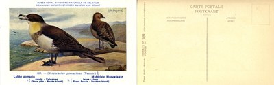 309 Labbe pomarin - Middelste Meeuwjager