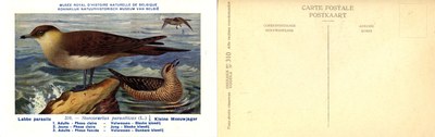 310 Labbe parasite - Kleine Meeuwjager
