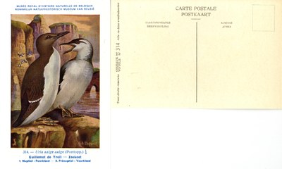 314 Guillemot de Troîl - Zeekoet