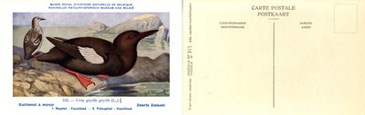 315 Guillemot à miroir - Zwarte Zeekoet