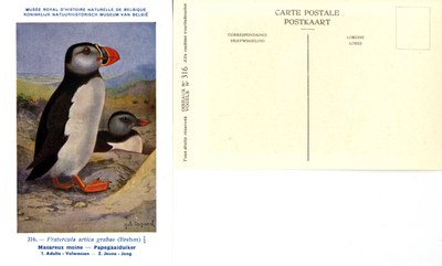 316 Macareux moine - Papegaaiduiker