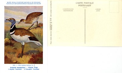 318 Outarde canepetière - Kleine Trap