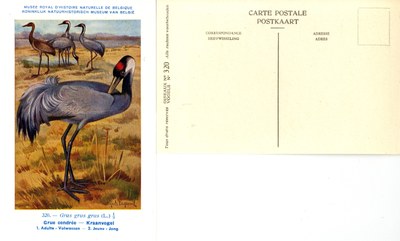 320 Grue cendrée - Kraanvogel