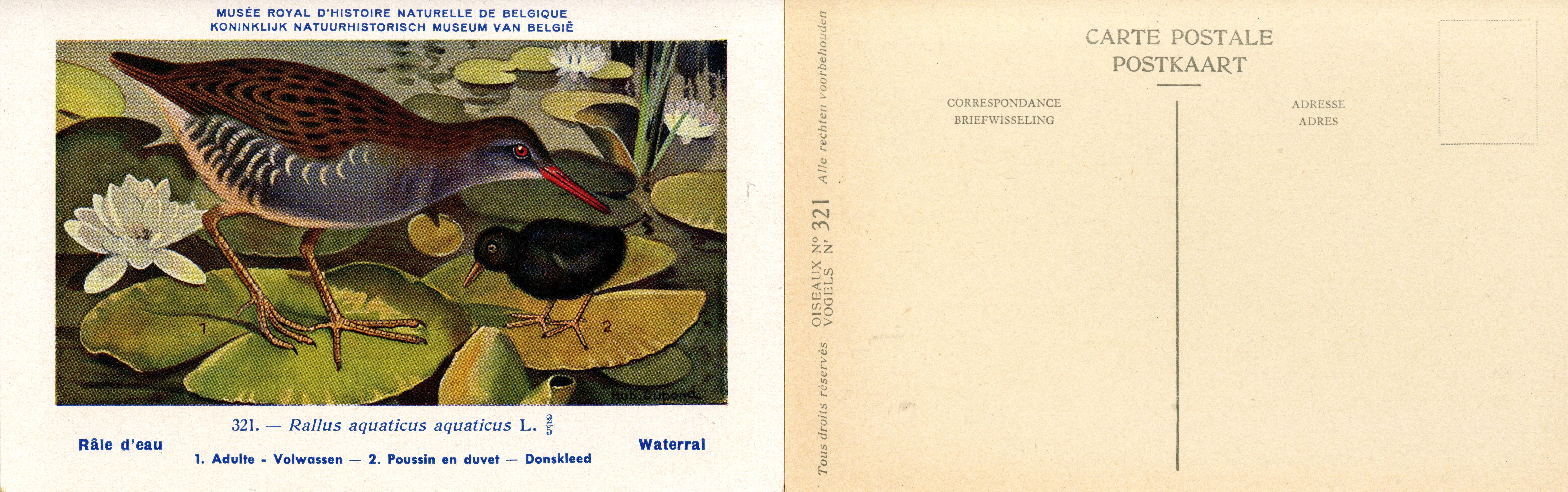 321 Räle d'eau - Waterral