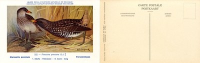 322 Marouette ponctuée - Porceleinhoen