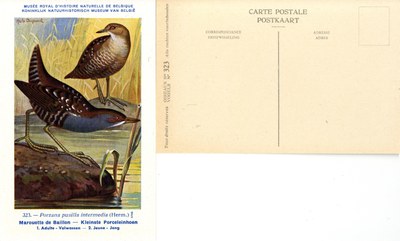 323 Marouette de Baillon - Kleinste Porceleinhoen