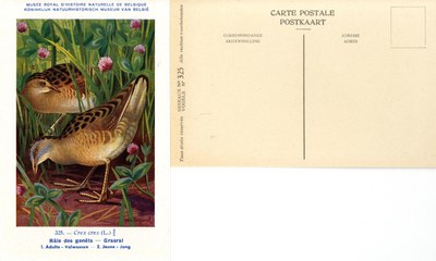 325 Râle des genêts - Grasral