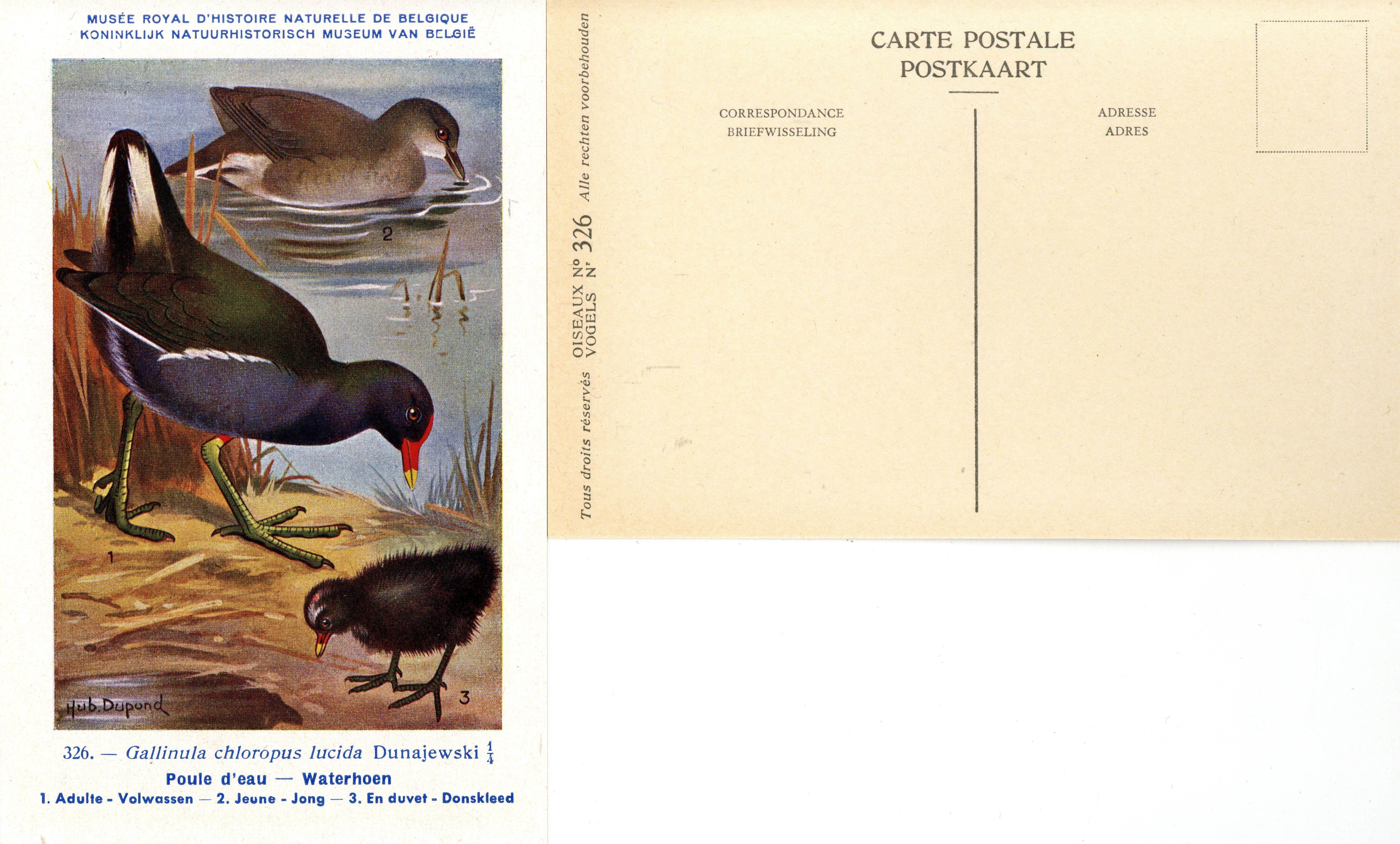 326 Poule d'eau - Waterhoen
