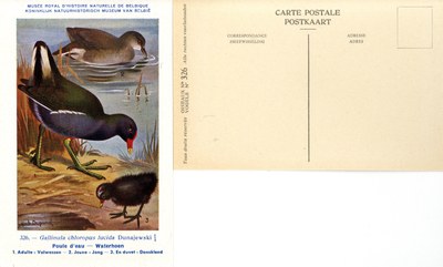 326 Poule d'eau - Waterhoen
