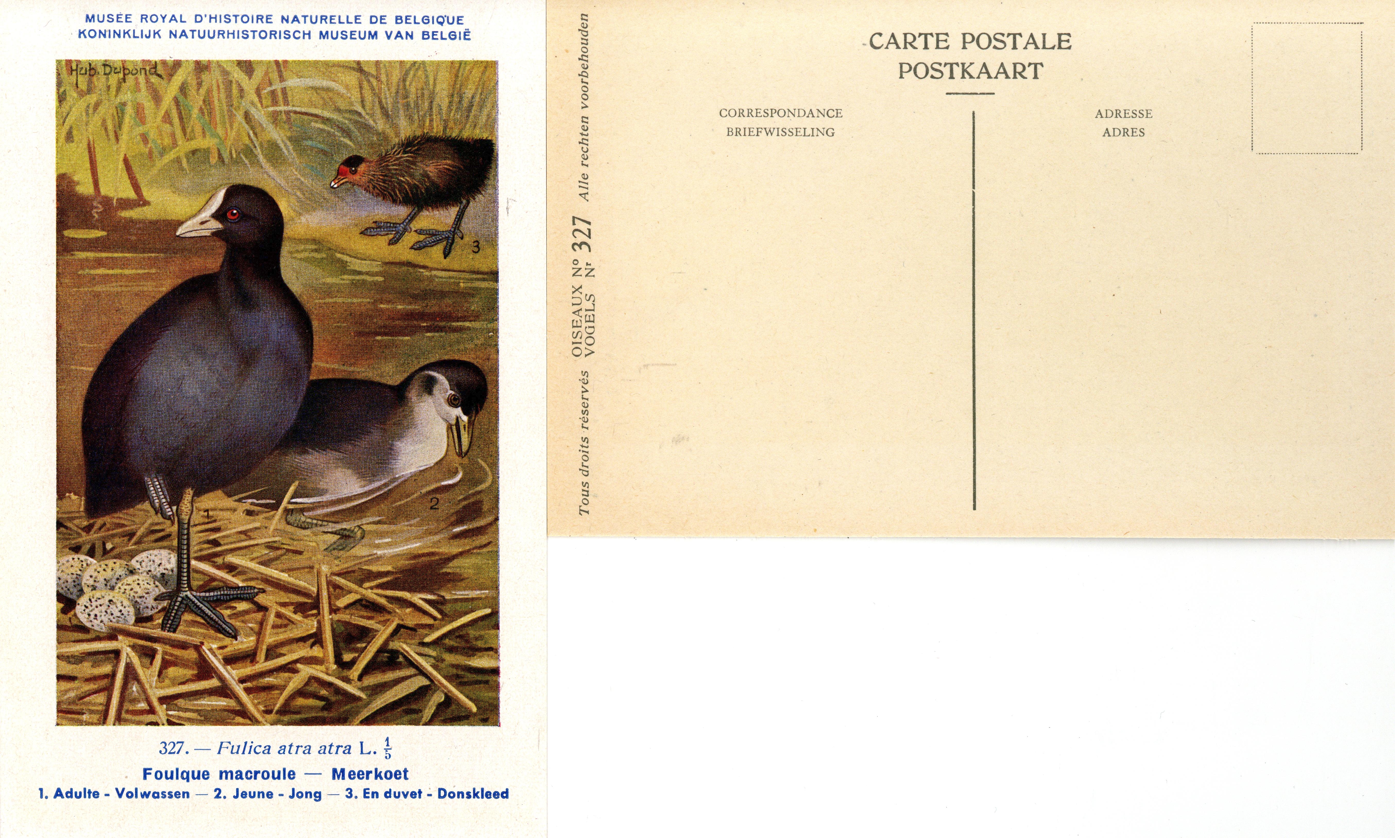 327 Foulque macroule - Meerkoet