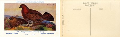 328 Lagopède d'Ecosse - Schotsch Sneeuwhoen