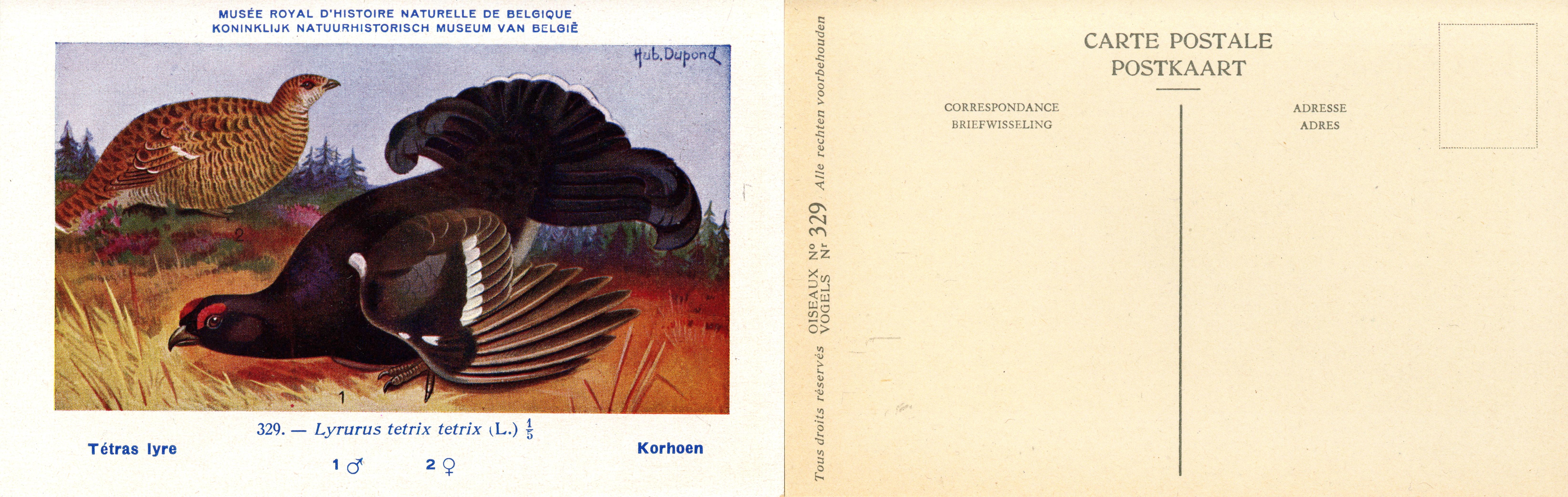 329 Tétras lyre - Korhoen