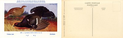 329 Tétras lyre - Korhoen