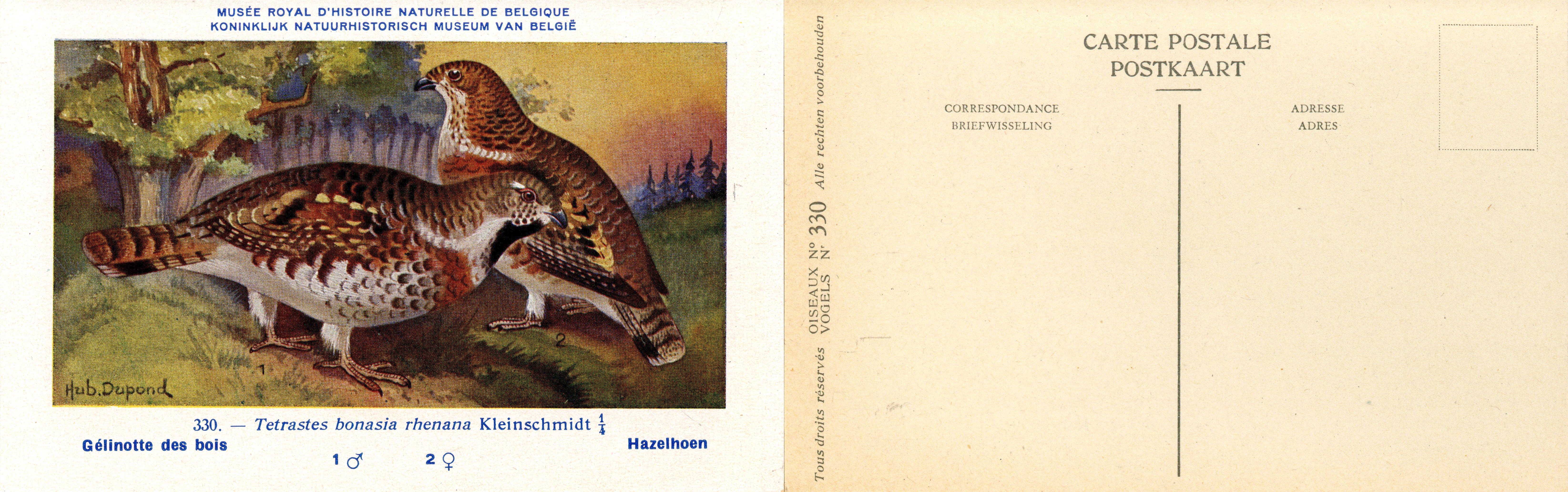 330 Gélinotte des bois - Hazelhoen