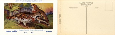 330 Gélinotte des bois - Hazelhoen
