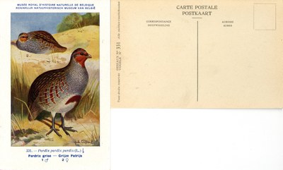 331 Perdix grise - Grijze Patrijs