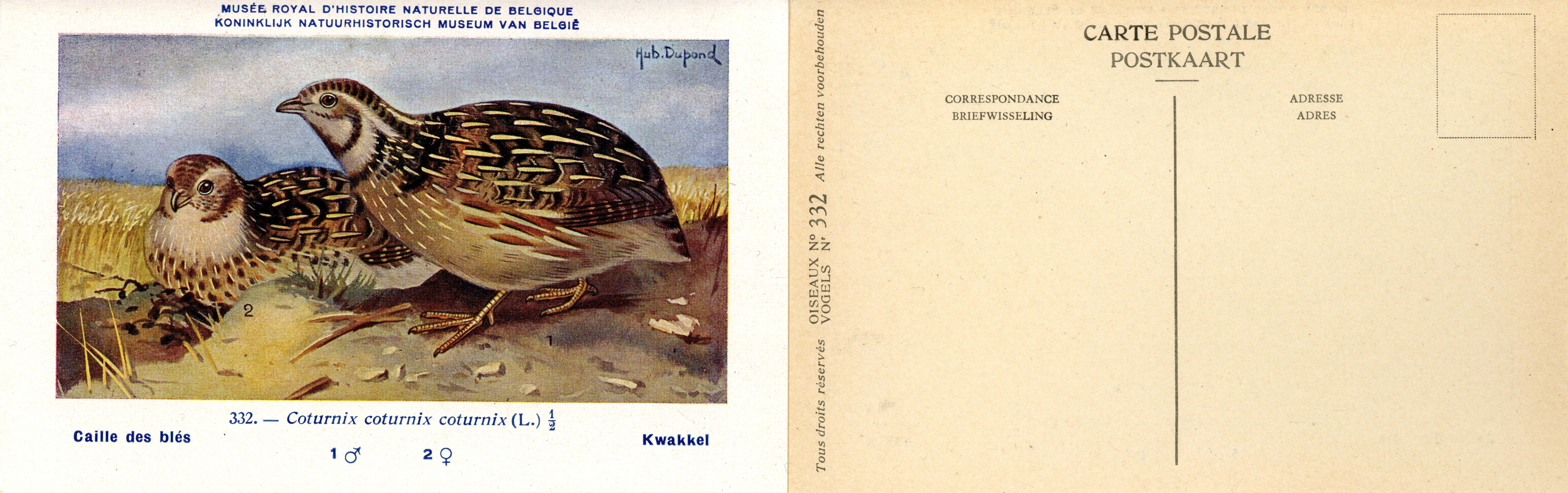 332 Caille des blés - Kwakkel
