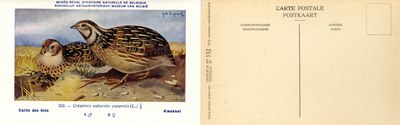 332 Caille des blés - Kwakkel