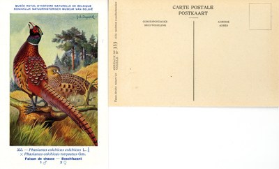 333 Faisan de chasse - Boschfazant