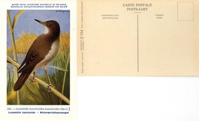 334 Locustelle luscinioïde - Watersprinkhaanzanger