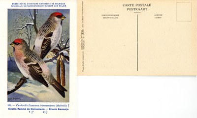 336 Sizerin flamméde Hornemann - Groote Barmsijs