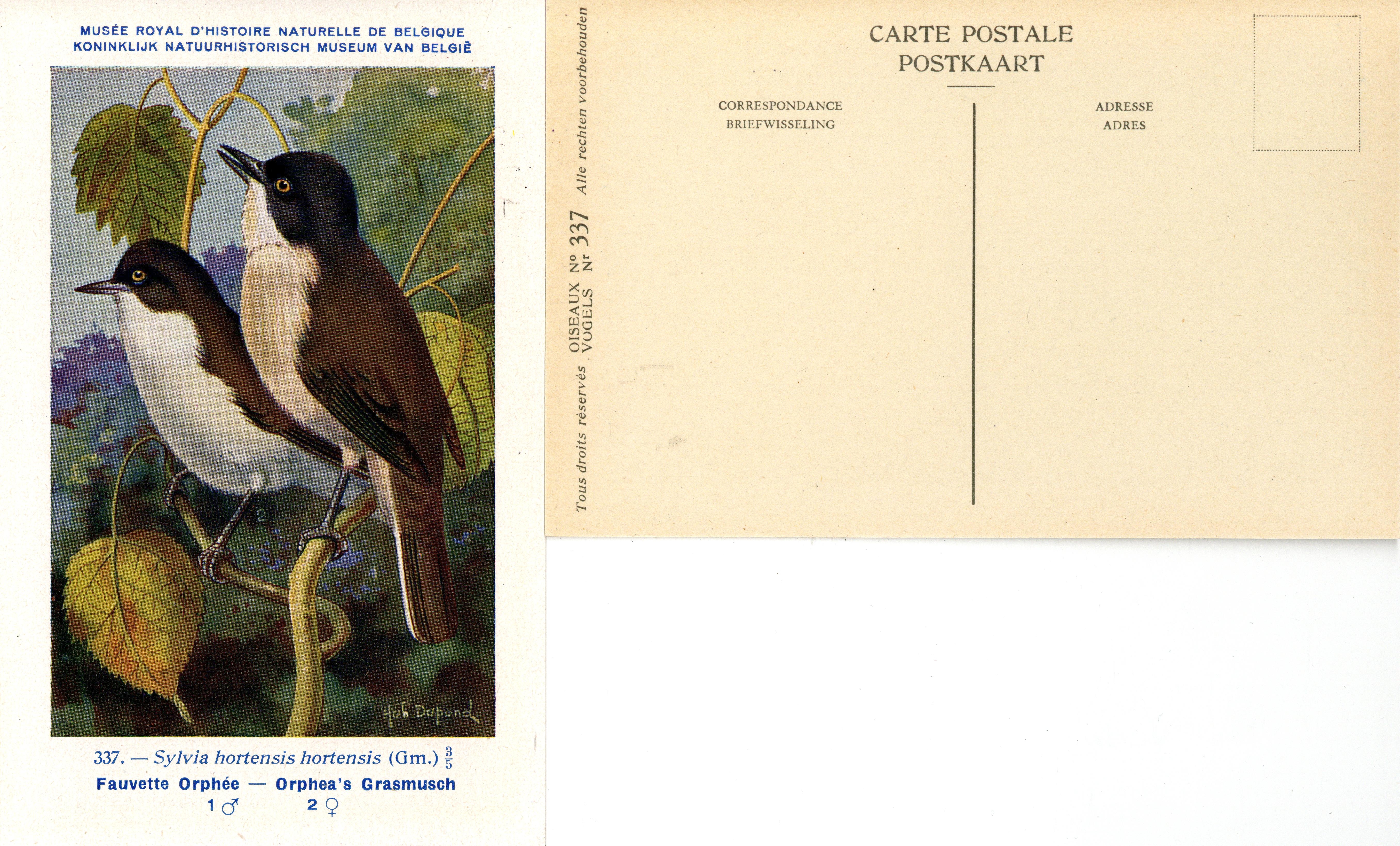 337 Fauvette Orphée - Orphea's Grasmusch