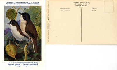 337 Fauvette Orphée - Orphea's Grasmusch