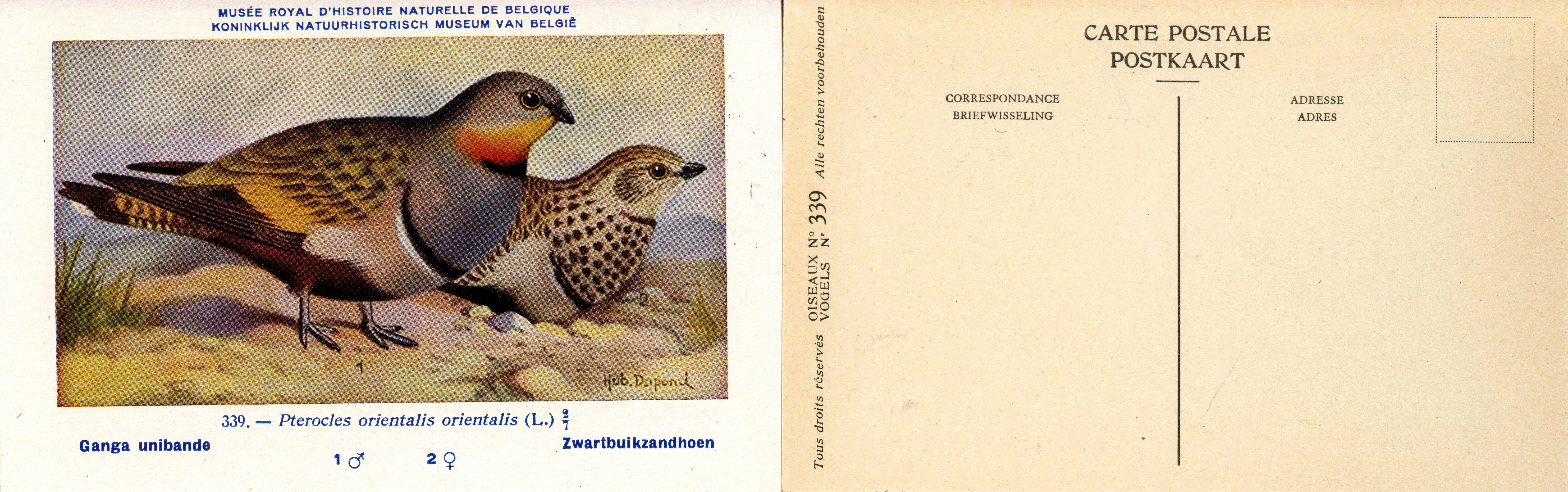339 Ganga unibande - Zwartbuikzandhoen