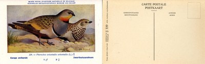339 Ganga unibande - Zwartbuikzandhoen
