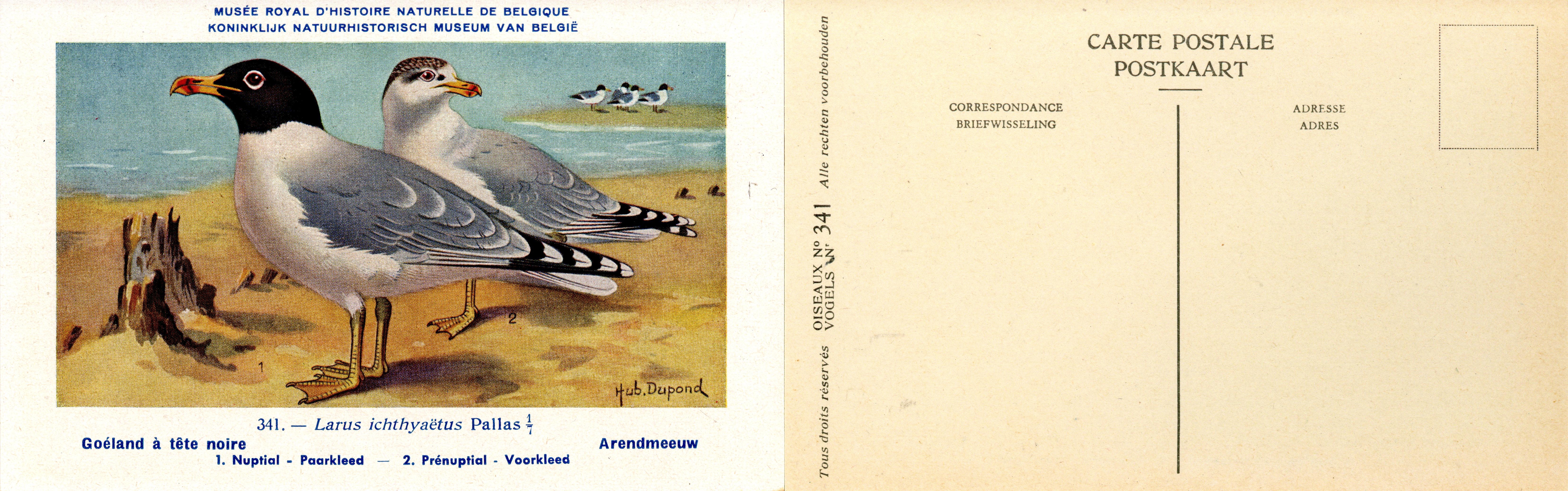 341 Goéland à tête noire - Arendmeeuw