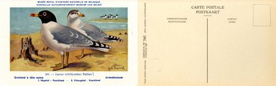 341 Goéland à tête noire - Arendmeeuw