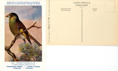342 Chardonneret élégant-Verdier d'Europe - Distelvink-Groenvink