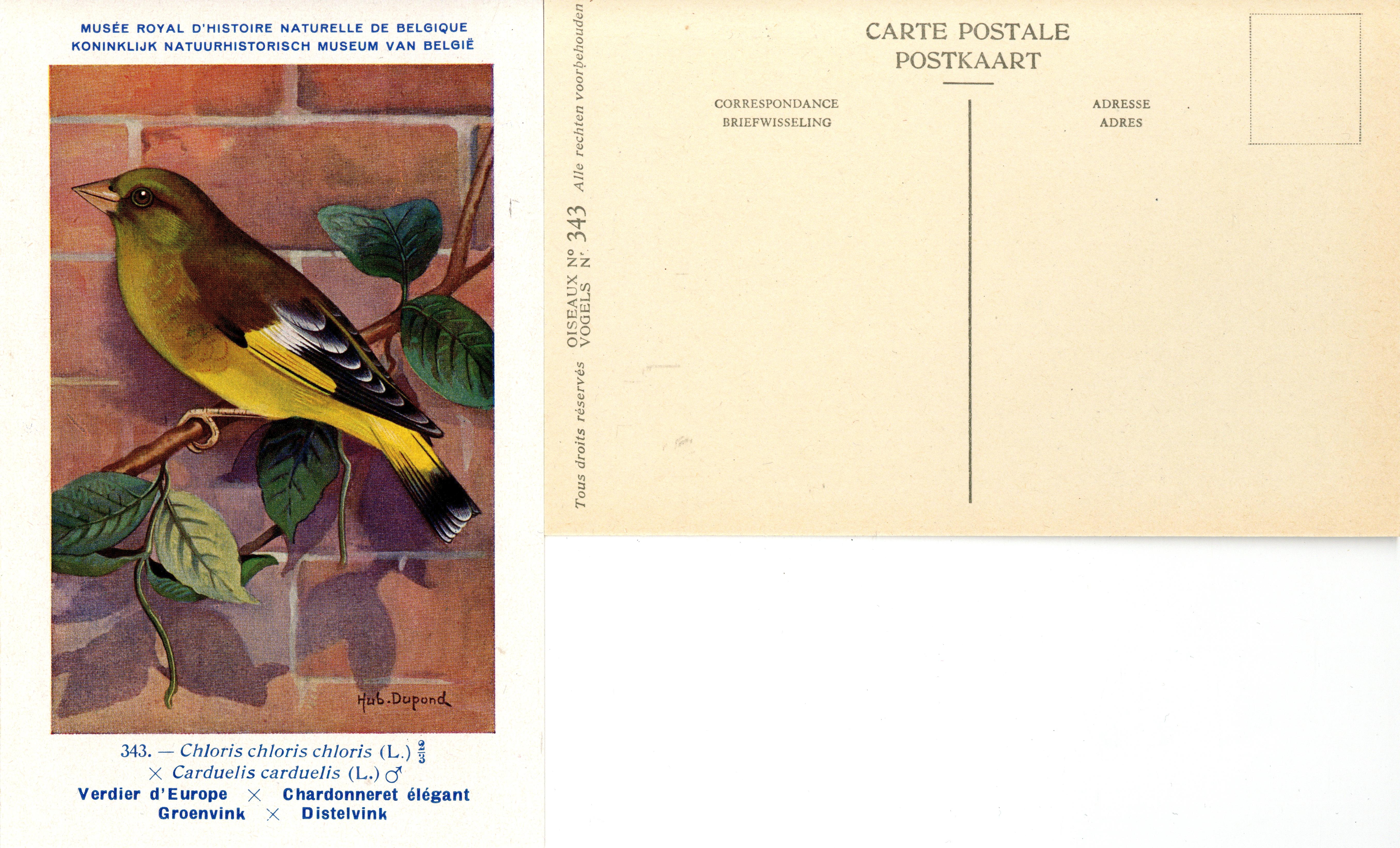 343 Vedrdier d'Europe-Chardonneret élégant - Groenvink-Distelvink