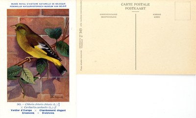 343 Vedrdier d'Europe-Chardonneret élégant - Groenvink-Distelvink