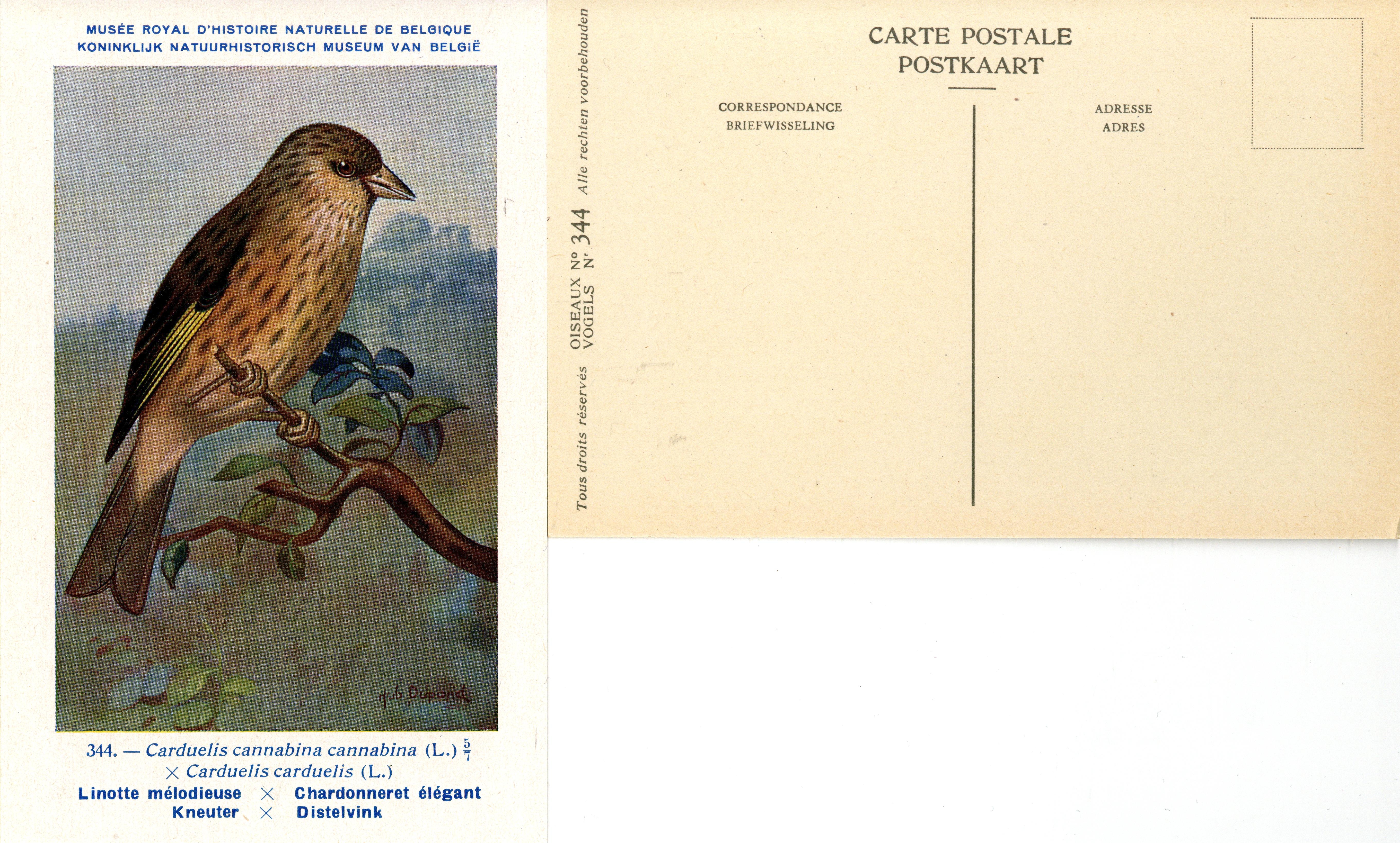 344 Linotte mélodieuse-Chardonneret élégant - Kneuter-Distelvink