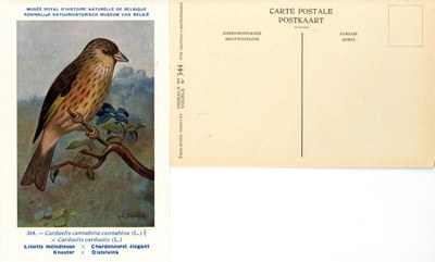 344 Linotte mélodieuse-Chardonneret élégant - Kneuter-Distelvink