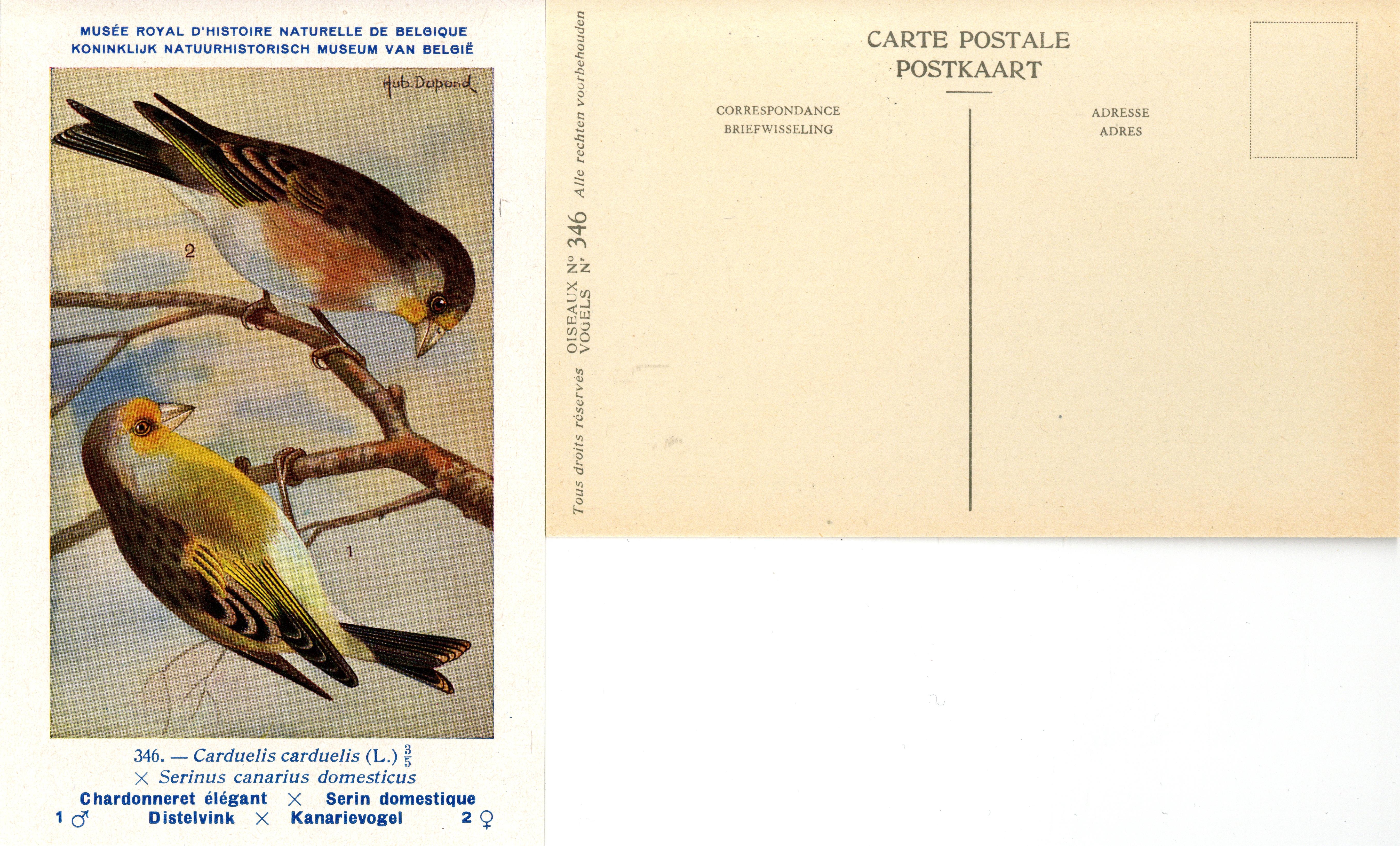 346 Chardonneret élégant-Serin domestique - Distelvink-Kanarievogel