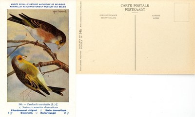 346 Chardonneret élégant-Serin domestique - Distelvink-Kanarievogel