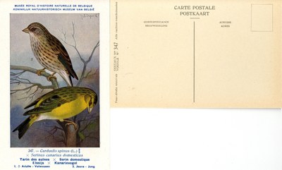 347 Tarin des auines-Serin domestique - Elssijs-Kanarievogel