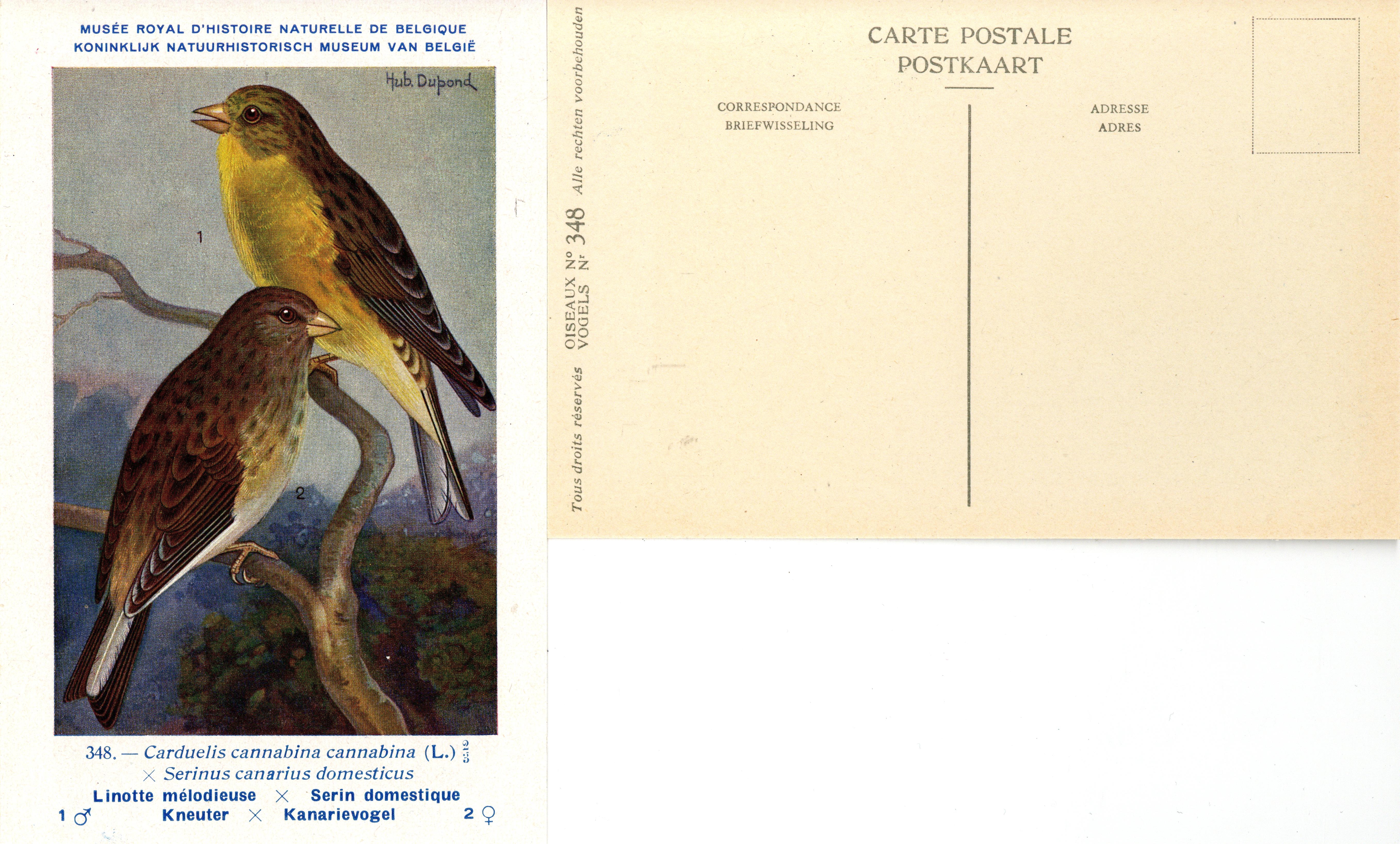 348 Linotte mélodieuse-Serin domestique - Kneuter-Kanarievogel