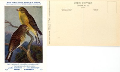 348 Linotte mélodieuse-Serin domestique - Kneuter-Kanarievogel