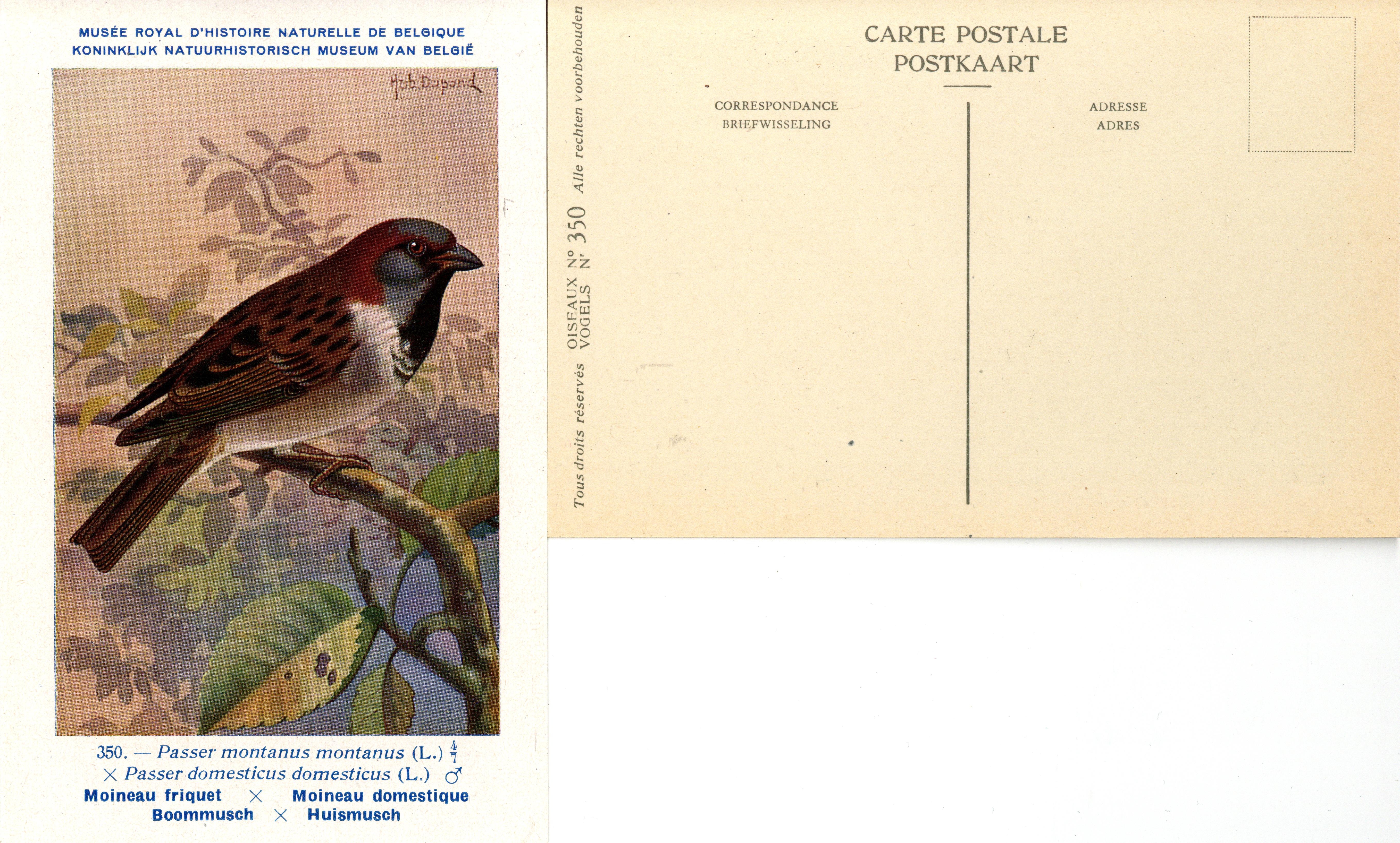 350 Moineau friquet-Moineau domestique - Boommusch-Huismusch