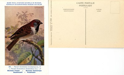 350 Moineau friquet-Moineau domestique - Boommusch-Huismusch
