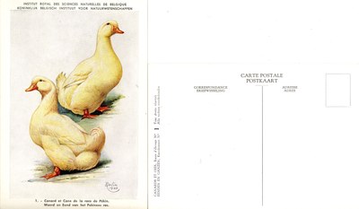 01 Canard et Cane de la race de Pékin - Woerd en Eend van het Pekinees ras