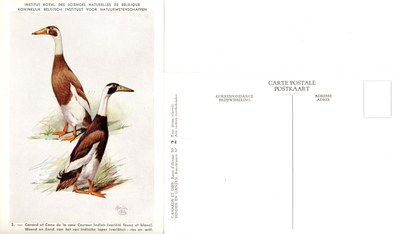 02 Canard et Cane de la race Coureur Indien - Woerd en Eend van het ras Indische loper