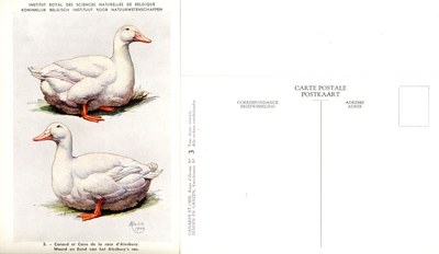 03 Canard et Cane de la race d'Alesbury - Woerd en Eend van het Alesbury's ras