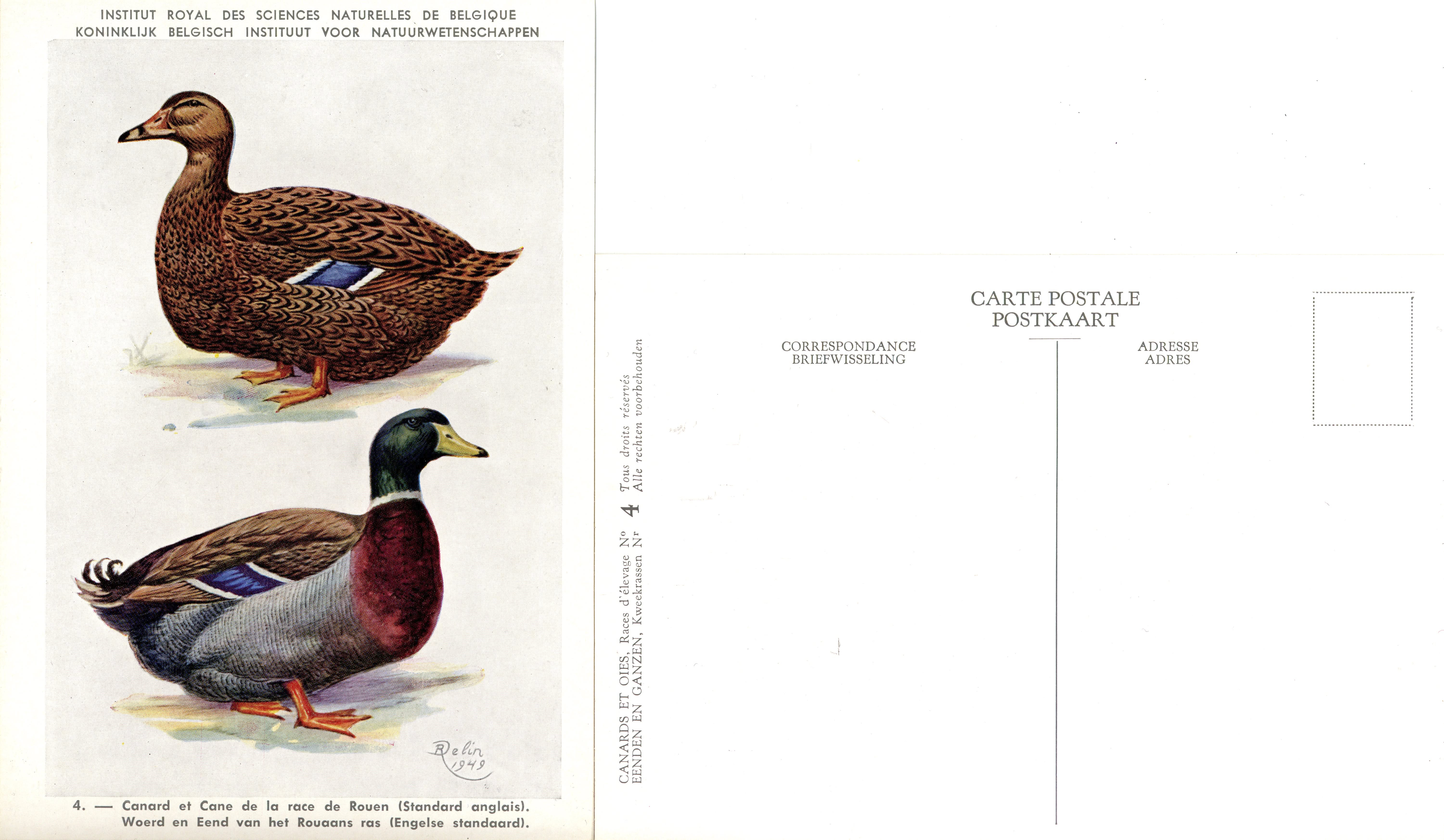 04 Canard et Cane de la race Rouen (Standard anglais) - Woerd en Eend van het Rouaans ras (Engelse standaard)